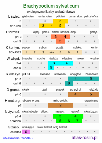 ekologiczne liczby wskaźnikowe Brachypodium sylvaticum (kłosownica leśna)