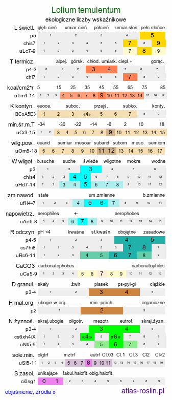 ekologiczne liczby wskaźnikowe Lolium temulentum (życica roczna)