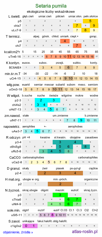 ekologiczne liczby wskaźnikowe Setaria pumila (włośnica sina)