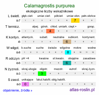ekologiczne liczby wskaźnikowe Calamagrostis purpurea (trzcinnik purpurowy)