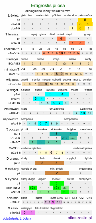 ekologiczne liczby wskaźnikowe Eragrostis pilosa (miłka owłosiona)