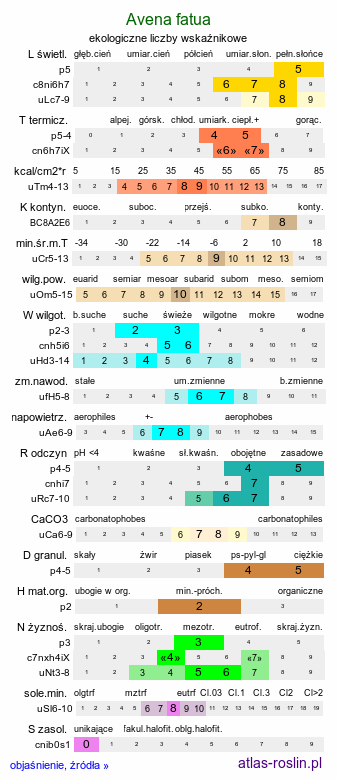 ekologiczne liczby wskaźnikowe Avena fatua (owies głuchy)