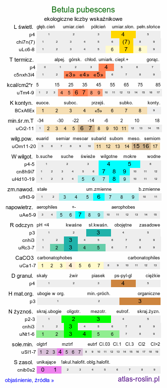 ekologiczne liczby wskaźnikowe Betula pubescens (brzoza omszona)