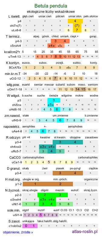 ekologiczne liczby wskaźnikowe Betula pendula (brzoza brodawkowata)