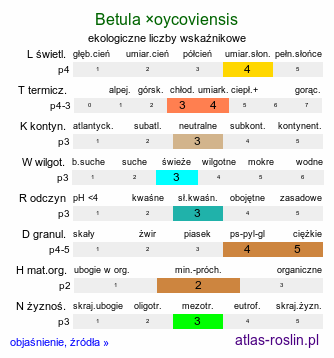 ekologiczne liczby wskaźnikowe Betula ×oycoviensis (brzoza ojcowska)