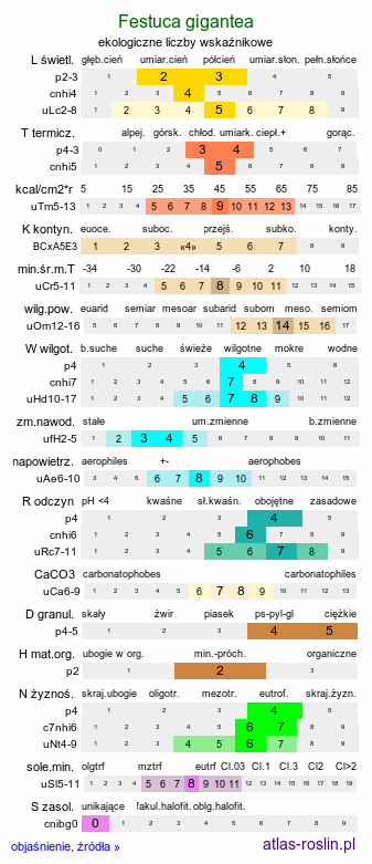 ekologiczne liczby wskaźnikowe Festuca gigantea (kostrzewa olbrzymia)