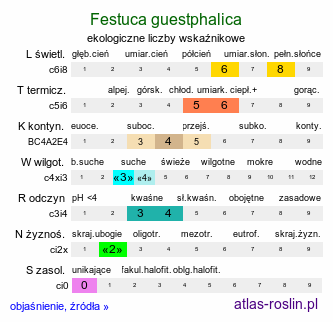 ekologiczne liczby wskaźnikowe Festuca guestphalica (kostrzewa długolistna)