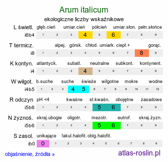 ekologiczne liczby wskaźnikowe Arum italicum (obrazki włoskie)