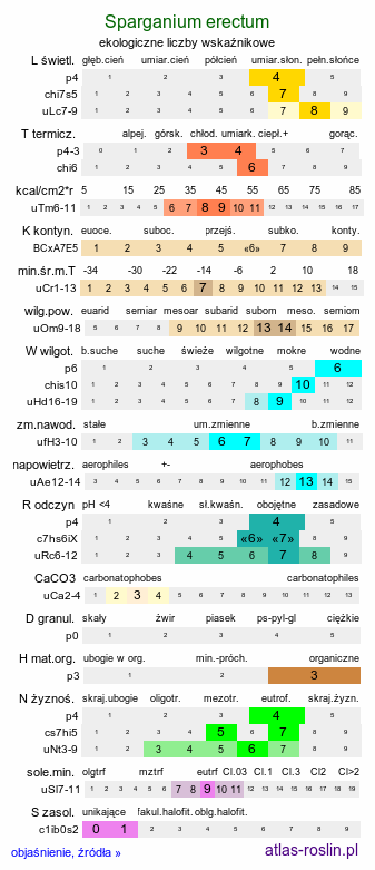 ekologiczne liczby wskaźnikowe Sparganium erectum (jeżogłówka gałęzista)