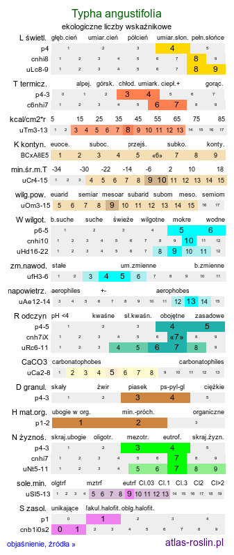 ekologiczne liczby wskaźnikowe Typha angustifolia (pałka wąskolistna)