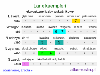 ekologiczne liczby wskaźnikowe Larix kaempferi (modrzew japoński)