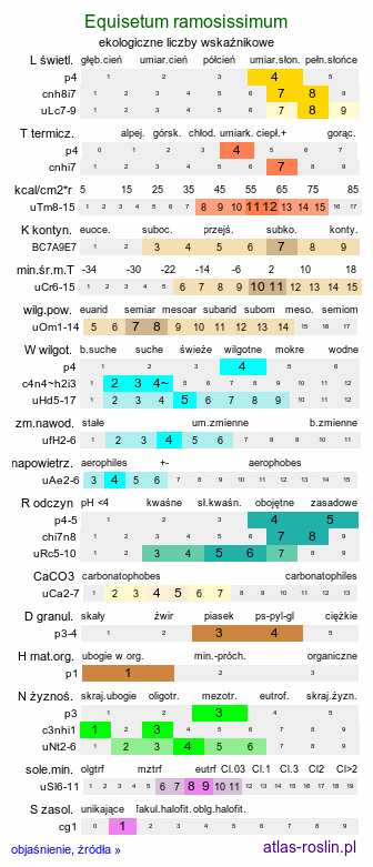 ekologiczne liczby wskaźnikowe Equisetum ramosissimum (skrzyp gałęzisty)