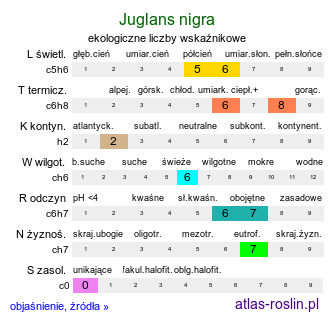 ekologiczne liczby wskaźnikowe Juglans nigra (orzech czarny)