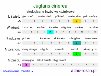 ekologiczne liczby wskaźnikowe Juglans cinerea (orzech szary)