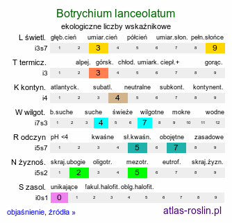 ekologiczne liczby wskaźnikowe Botrychium lanceolatum (podejźrzon lancetowaty)