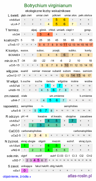 ekologiczne liczby wskaźnikowe Botrychium virginianum (podejźrzon wirginijski)