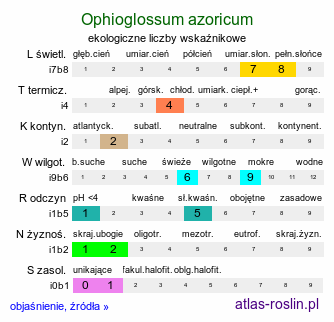 ekologiczne liczby wskaźnikowe Ophioglossum azoricum (nasięźrzał azorski)