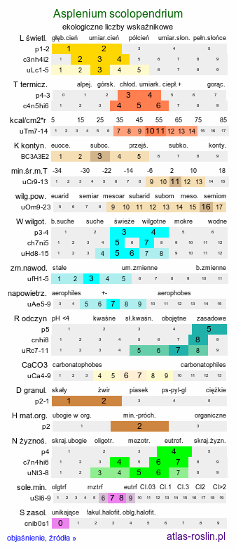 ekologiczne liczby wskaźnikowe Asplenium scolopendrium (języcznik zwyczajny)