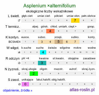 ekologiczne liczby wskaźnikowe Asplenium ×alternifolium (zanokcica niemiecka)