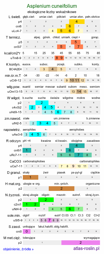 ekologiczne liczby wskaźnikowe Asplenium cuneifolium (zanokcica klinowata)