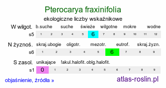 ekologiczne liczby wskaźnikowe Pterocarya fraxinifolia (skrzydłorzech kaukaski)