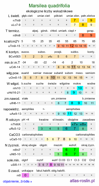 ekologiczne liczby wskaźnikowe Marsilea quadrifolia (marsylia czterolistna)