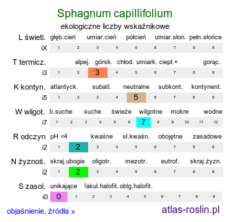 ekologiczne liczby wskaźnikowe Sphagnum capillifolium (torfowiec ostrolistny)