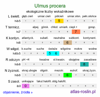 ekologiczne liczby wskaźnikowe Ulmus procera (wiąz angielski)