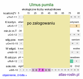 ekologiczne liczby wskaźnikowe Ulmus pumila (wiąz syberyjski)