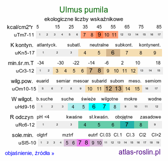 ekologiczne liczby wskaźnikowe Ulmus pumila (wiąz syberyjski)