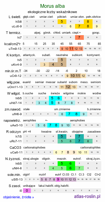 ekologiczne liczby wskaźnikowe Morus alba (morwa biała)