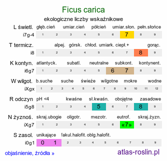 ekologiczne liczby wskaźnikowe Ficus carica (figowiec właściwy)