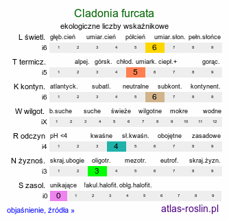 ekologiczne liczby wskaźnikowe Cladonia furcata (porost)