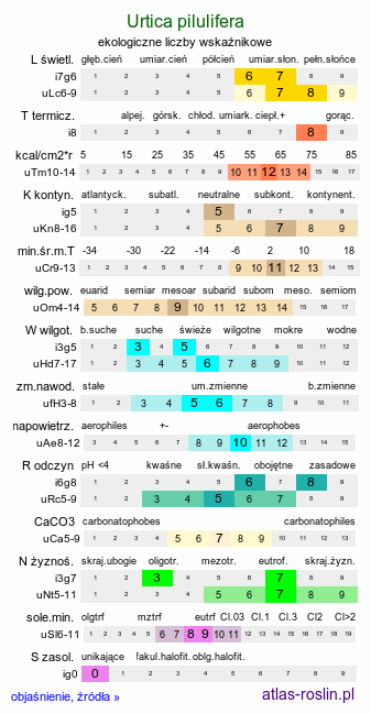 ekologiczne liczby wskaźnikowe Urtica pilulifera (pokrzywa kuleczkowata)
