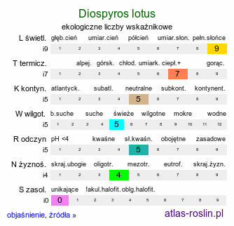 ekologiczne liczby wskaźnikowe Diospyros lotus (hurma kaukaska)