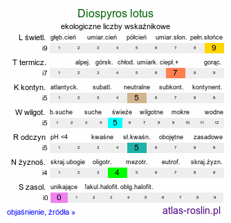 ekologiczne liczby wskaźnikowe Diospyros lotus (hurma kaukaska)