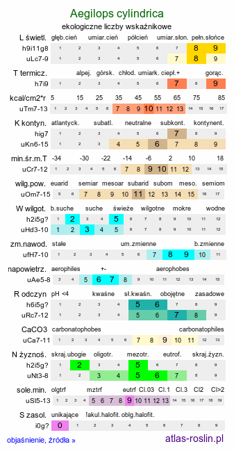 ekologiczne liczby wskaźnikowe Aegilops cylindrica (egilops cylindryczny)