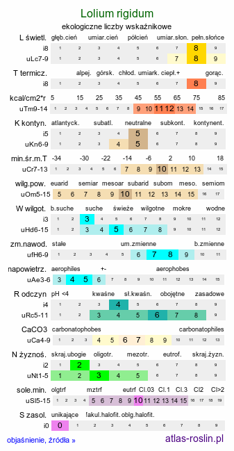 ekologiczne liczby wskaźnikowe Lolium rigidum (życica sztywna)