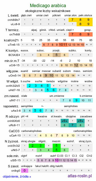 ekologiczne liczby wskaźnikowe Medicago arabica (lucerna arabska)