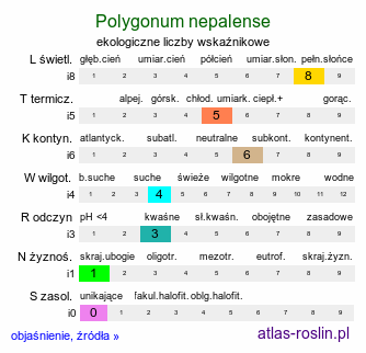 ekologiczne liczby wskaźnikowe Polygonum nepalense (rdest nepalski)