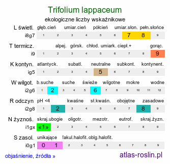 ekologiczne liczby wskaźnikowe Trifolium lappaceum (koniczyna łopianowata)