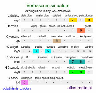 ekologiczne liczby wskaźnikowe Verbascum sinuatum (dziewanna zatokowata)