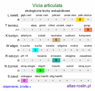 ekologiczne liczby wskaźnikowe Vicia articulata (wyka jednokwiatowa)