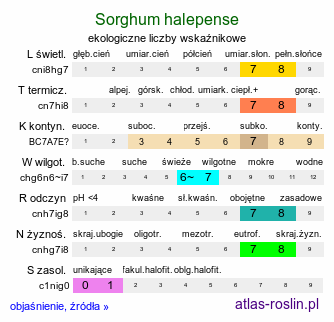 ekologiczne liczby wskaźnikowe Sorghum halepense (sorgo alepskie)