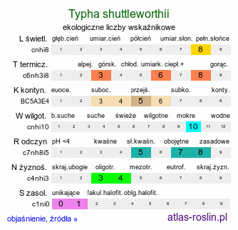 ekologiczne liczby wskaźnikowe Typha shuttleworthii (pałka Shuttlewortha)