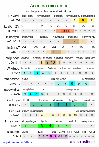 ekologiczne liczby wskaźnikowe Achillea micrantha (krwawnik Gerbera)