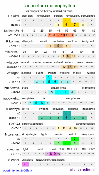 ekologiczne liczby wskaźnikowe Tanacetum macrophyllum (wrotycz wielkolistny)