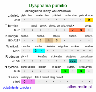 ekologiczne liczby wskaźnikowe Dysphania pumilio (komosa australijska)