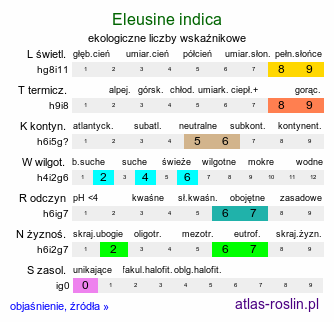 ekologiczne liczby wskaźnikowe Eleusine indica (manneczka indyjska)