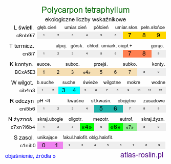 ekologiczne liczby wskaźnikowe Polycarpon tetraphyllum (polikarpon czterolistny)